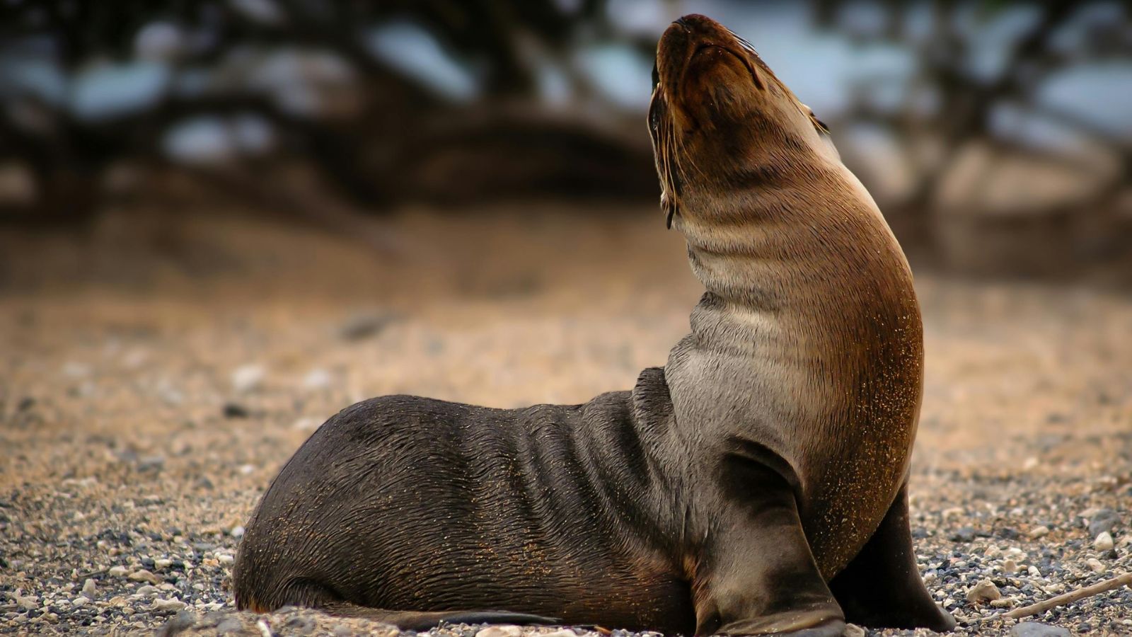 Sean lion on an island