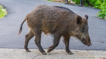 Wild Boar Crashes Through Florida Home’s Sliding Door, Charges Sheriff’s Deputy