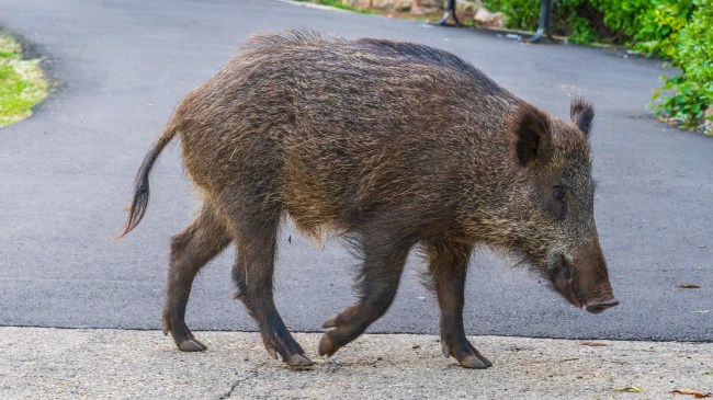 Wild-boar-in-a-public-garden