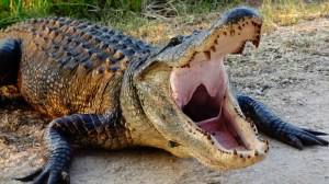 alligator