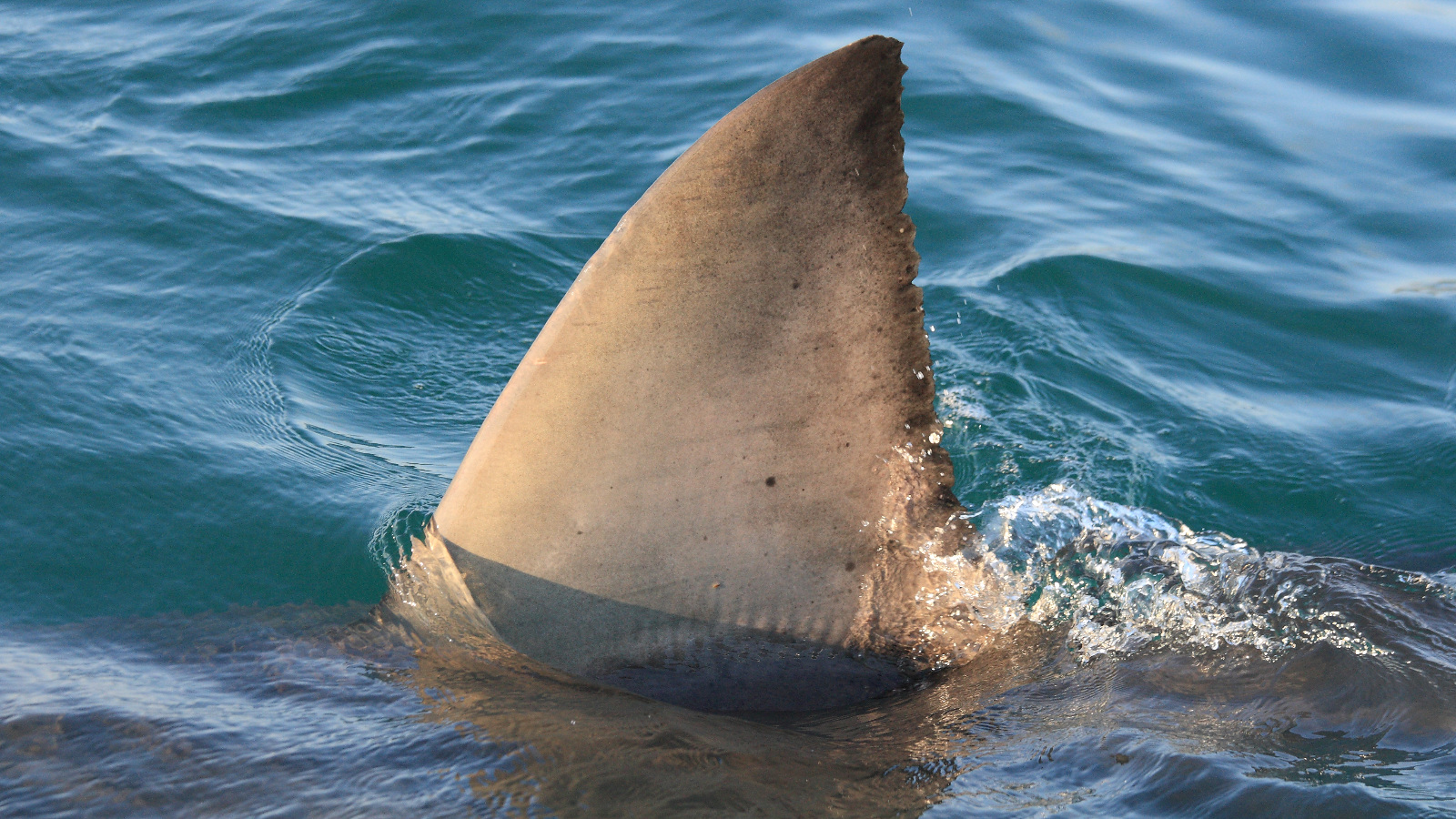 great white shark breaching water