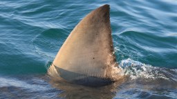 California Fatal Shark Attack Victim Identified By ‘Shark Band’ Worn To Prevent Attacks