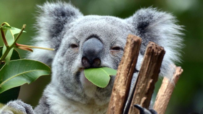 Koala
