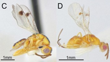 Scientists Discover Rare, Invasive Parasitic Wasps For The First Time In The U.S.