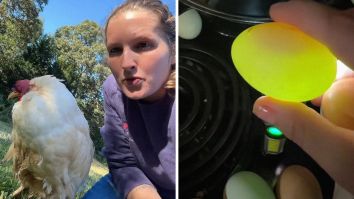 ‘Now I’ll Be Checking Every Egg With A Flashlight’: South Carolina Farmer Shares What The ‘Ring Of Death’ On Eggs Means