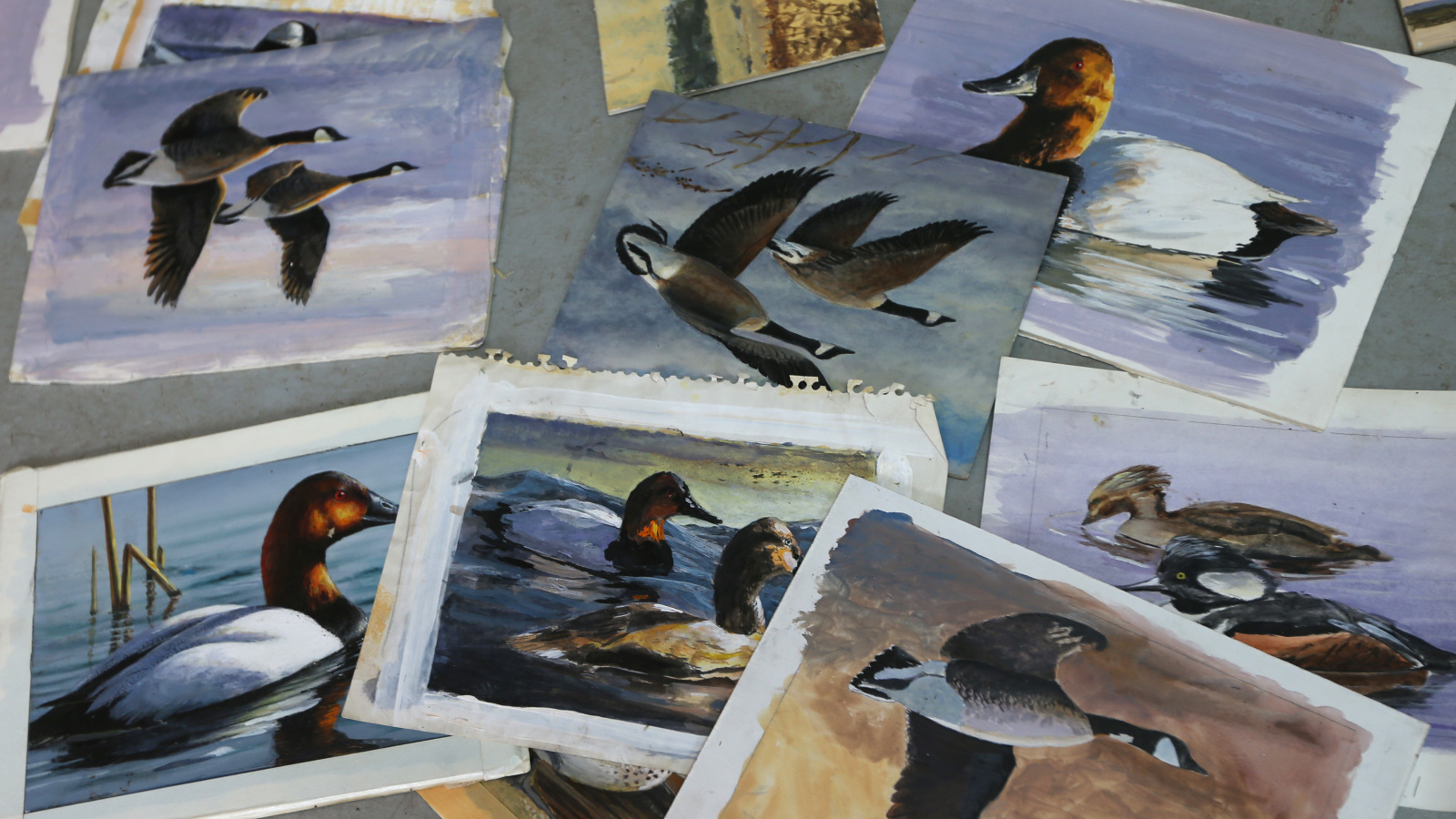 Robert Hautman work from the Federal Duck Stamp contest