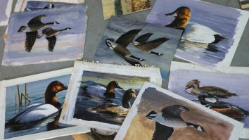 Federal Duck Stamp Competition Rocked By Controversy: Here’s Why Some People Are Furious