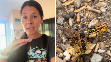 ‘The Absolute Worst This Season!!’: Florida Woman Opens A Room In Her House. Then She Realizes It’s Been Overtaken By Yellowjackets