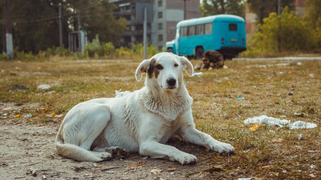 dog in Chernoybl