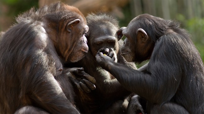 Chimpanzees-talk-it-over-in-committee