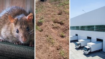‘I’m Afraid To Be Out Here’: Food Distributor Moves In Behind New Jersey Woman’s Home. Now Her Backyard Is Infested With Norway Rats