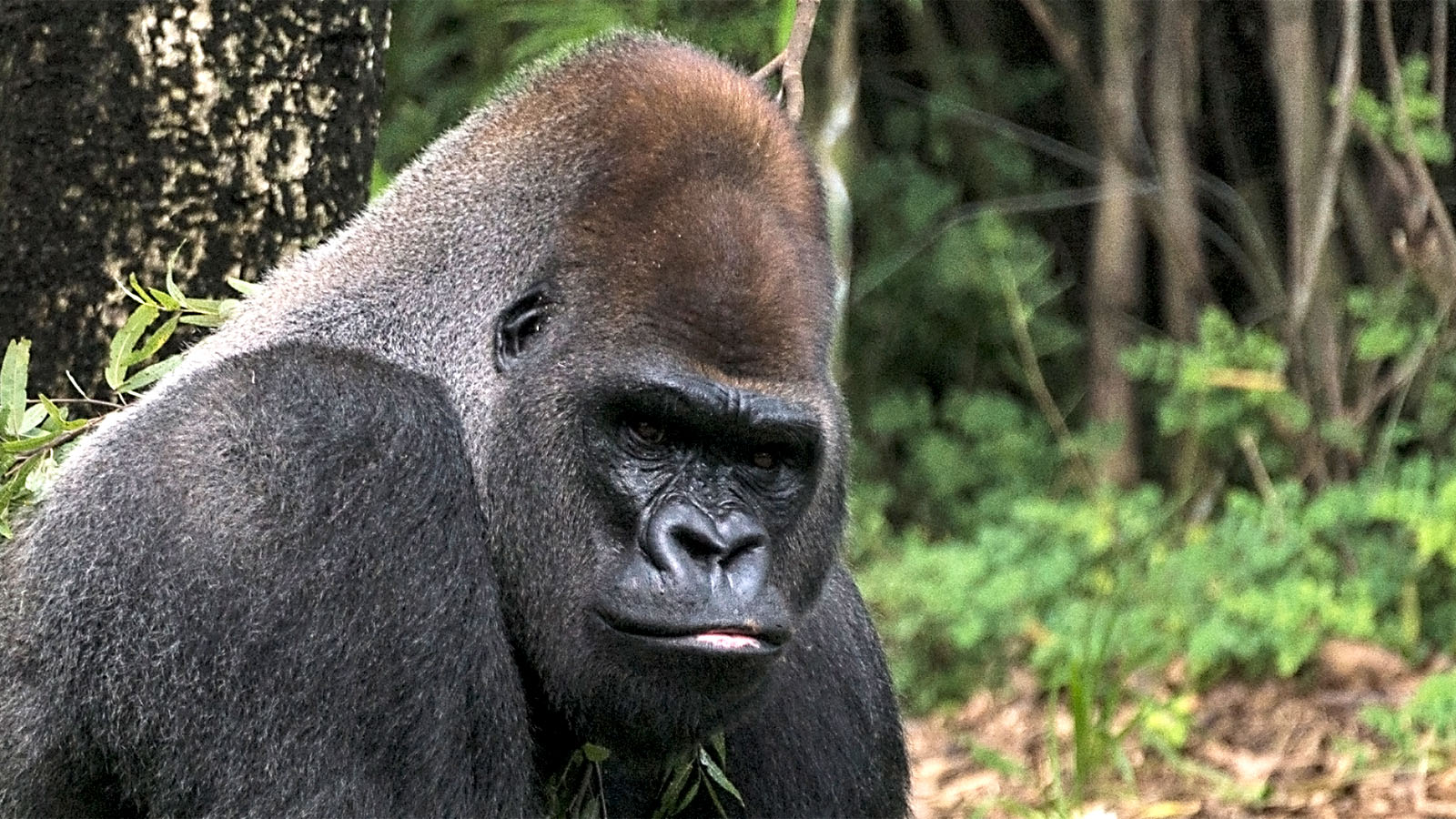 Gorilla Breaks Tempered Glass Panel At The San Diego Zoo