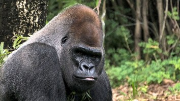 Fired Up Gorilla Breaks Tempered Glass, Freaking Out Visitors At The San Diego Zoo