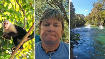 ‘I Wonder What’s Making Em All Jump Guys’: Woman Goes To Florida State Park. Then Monkeys Start Raining From The Sky