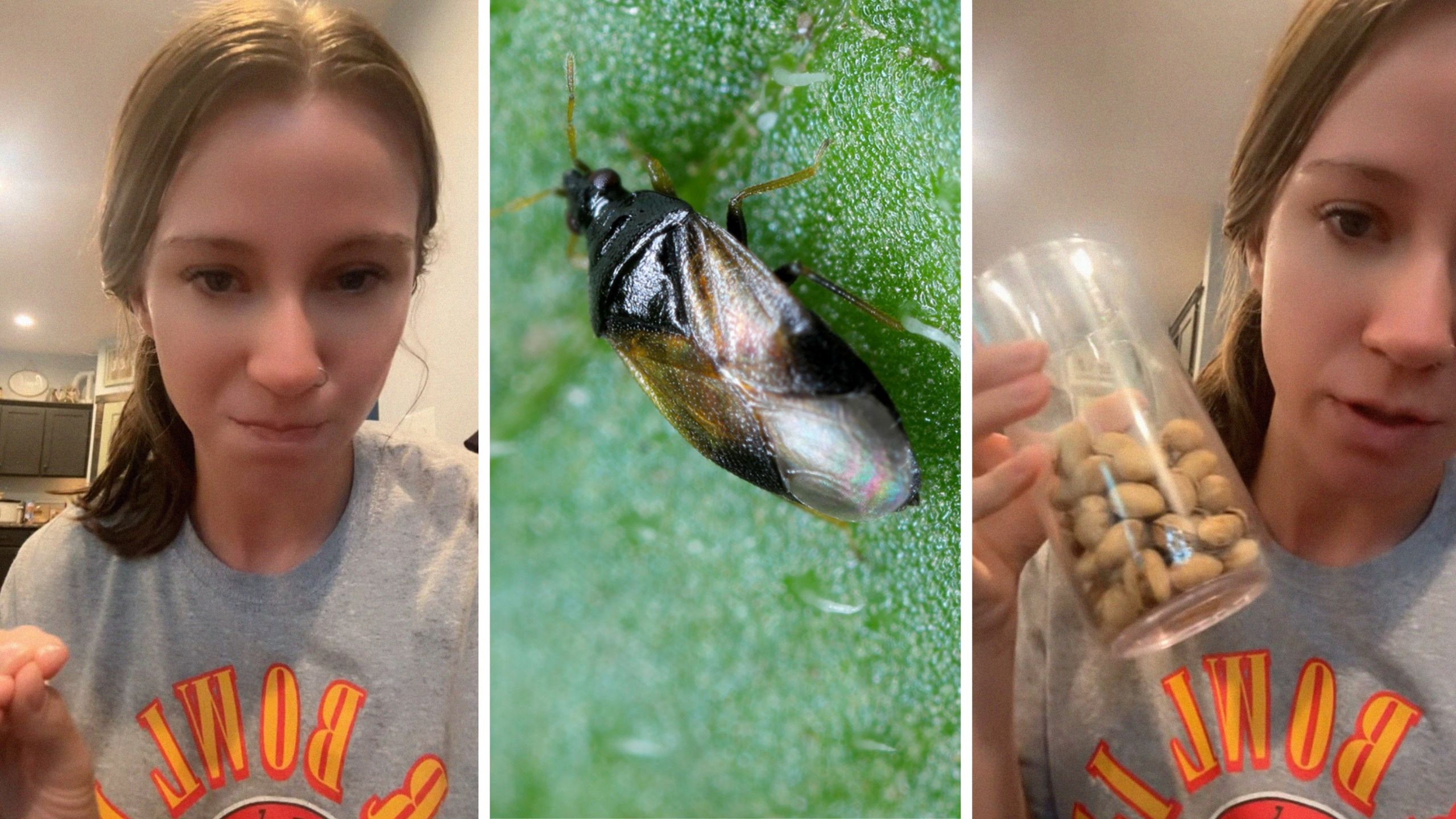 woman shares pistachio information (l) bug (c) woman holding jar (r)