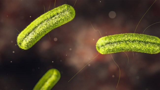 bacteria-listeria-infection