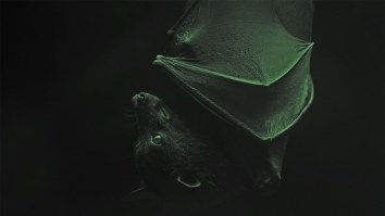 Scientists Have Discovered Several Bat Species In The United States Glow In The Dark