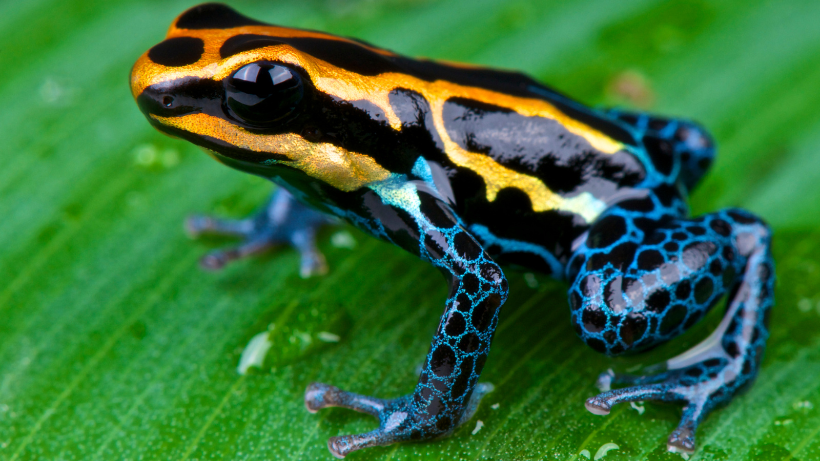 poison dart frog on a leaf