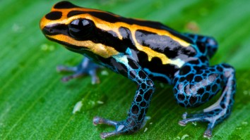 They’re Evolving: Snakes Observed Wiping Lethal Poison Off Frogs Before Eating Them