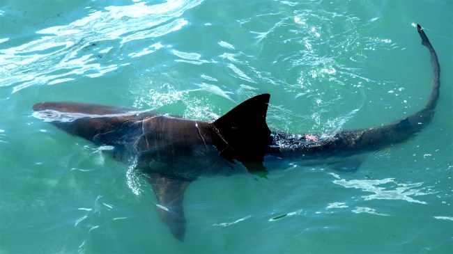 bronze-whaler-shark