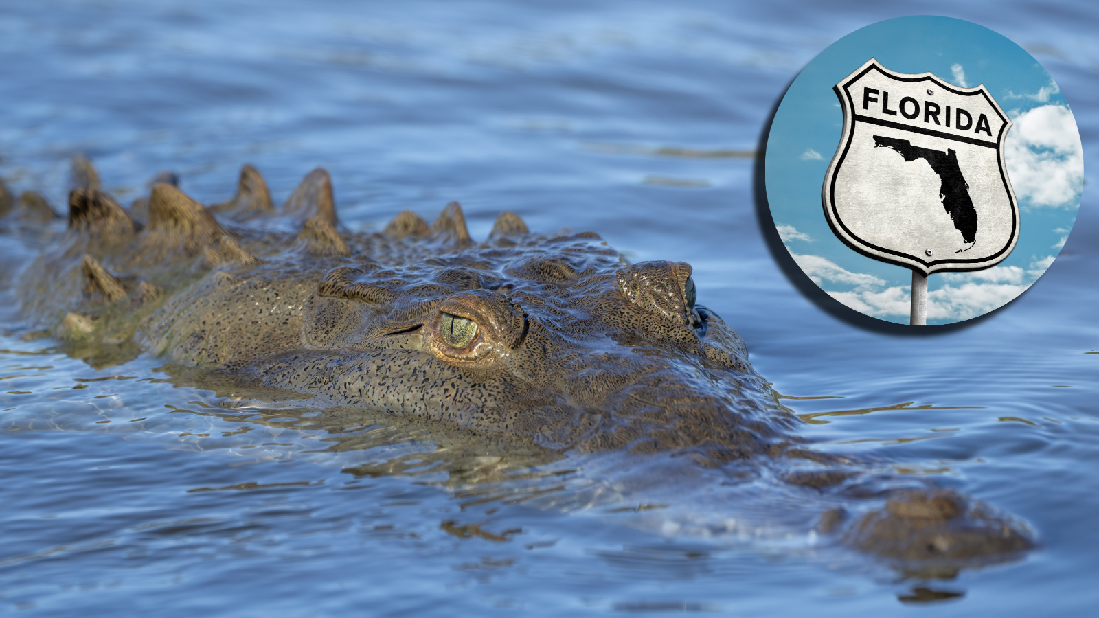 American crocodile swimming in Florida