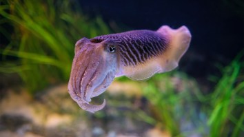 This Clip Of A Cuttlefish Mimicking A Human Face Has Been Haunting Me For Weeks