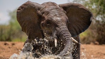 Angry Elephant Tips Over Canoe And Rams Tourist Into Water In During Scary Encounter In Botswana (Video)