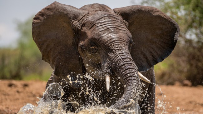 elephant in water