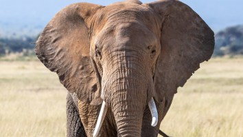 Angry Elephant Filmed Using Its Trunk To Fling A Rock At A Safari Guide Who Made A Very Impressive Snag