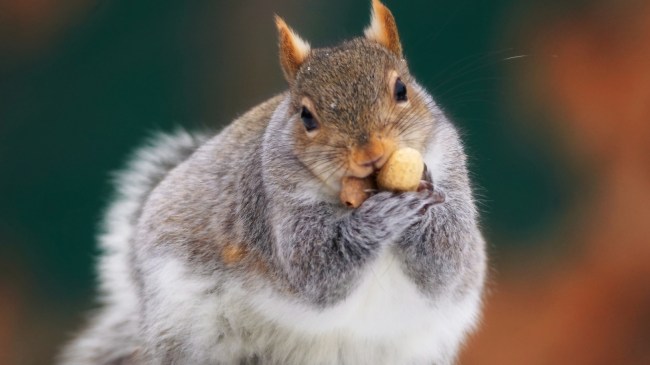 Fat squirrel eating nut