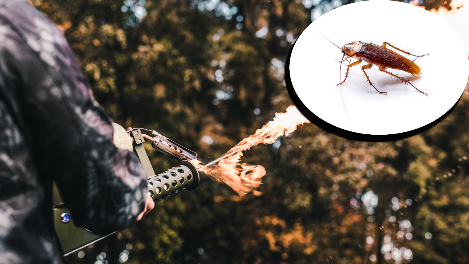 flamethrower versus cockroach