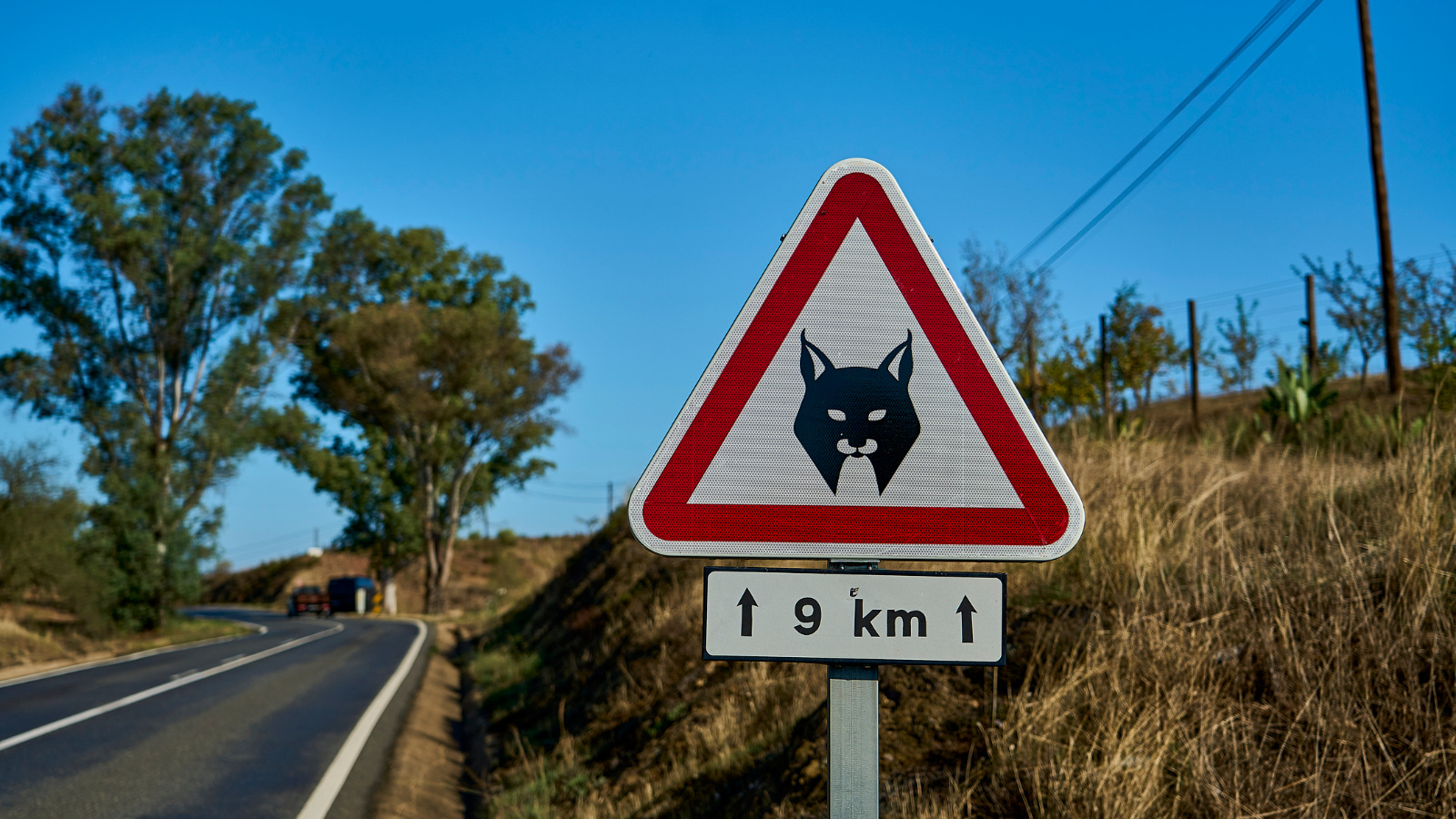 Iberian lynx crossing sign