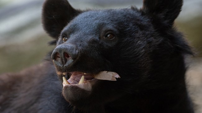 Black bear in Japan
