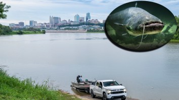 Potential Missouri Record Catfish Caught And Released Looks Big Enough To Swallow A Feral Hog