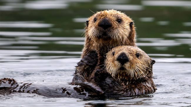 pair-of-sea-otters