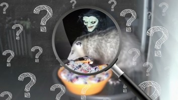 Possum Scared Off By Motion-Activated Halloween Decoration While It’s Stealing Candy. But Is The Viral Video Just AI?