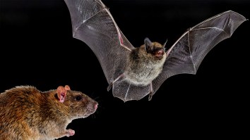 Nature Is Metal: Rats Have Figured Out How To Snatch Bats Right Out Of Midair