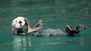 Sea Otters Are Targeting California Surfers And Stealing Their Boards Again