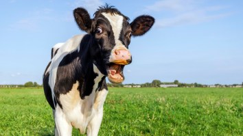 Tennessee Farmers Panicking After Jack Daniel’s Ends 45-Year Program Of Free Cattle Feed