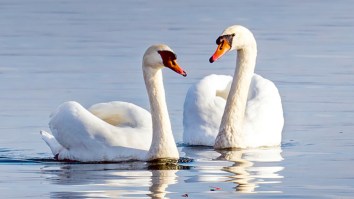 California Declares Open Season On ‘Destructive Swans’ Wreaking Havoc On Its Ecosystem