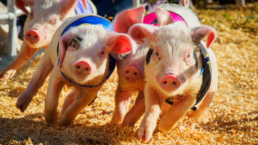 Virginia Pig Race Bad Beat Loss Viral Video