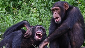 Wild Chimpanzees Consume The Equivalent Of Multiple Cocktails Every Day, According To New Study
