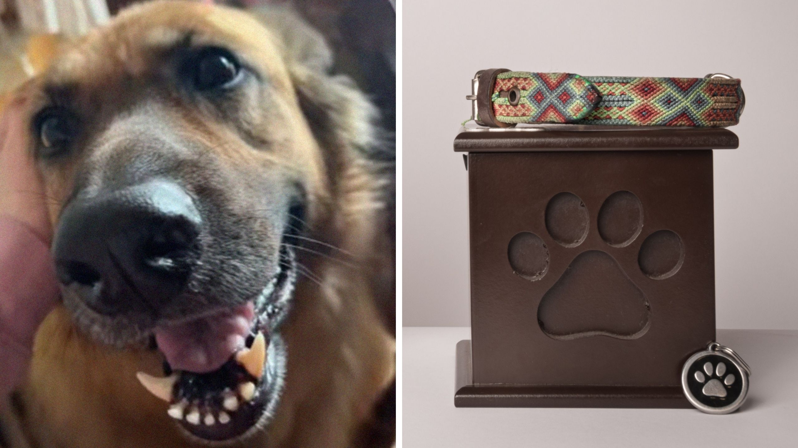 woman shares dog issue with cremation company (l) dogs remains (r)