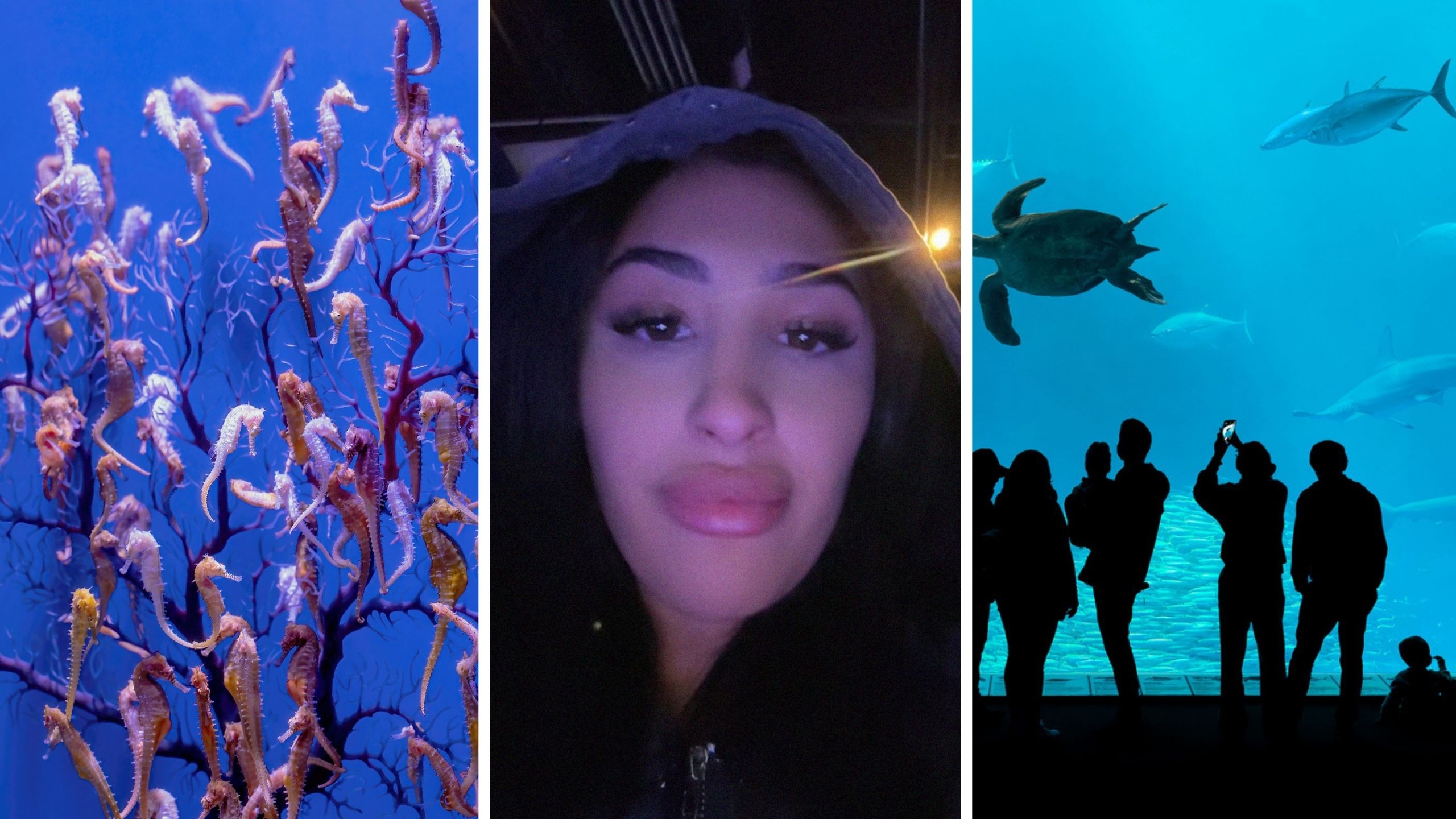 seahorses floating (l) woman shares aquarium encounter (c) people visiting aquarium (r)