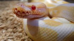 Rhode Island Woman Finds A Snake In Her Kitchen After Previous Renter Declined To Mention It Escaped Before They Moved