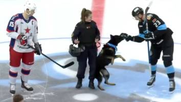 Attack Dog Chomps Down On Player’s Hand And Refuses To Let Go During Puck Drop At KHL Game