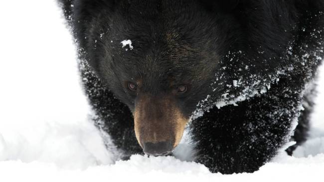 black bear in snow