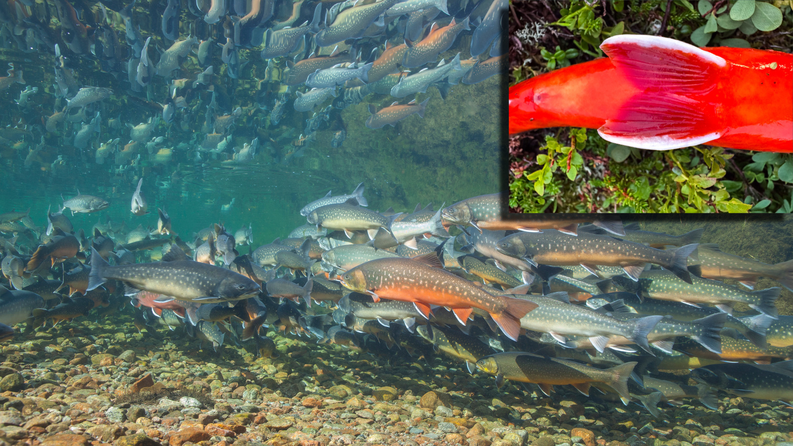 fiery orange arctic char fish