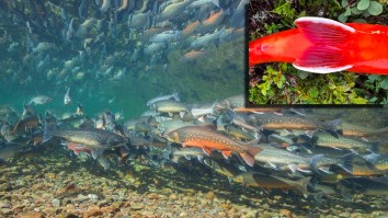 Alaska Fisherman Lands Fiery Orange Arctic Char That Looks A Mythical Pokémon