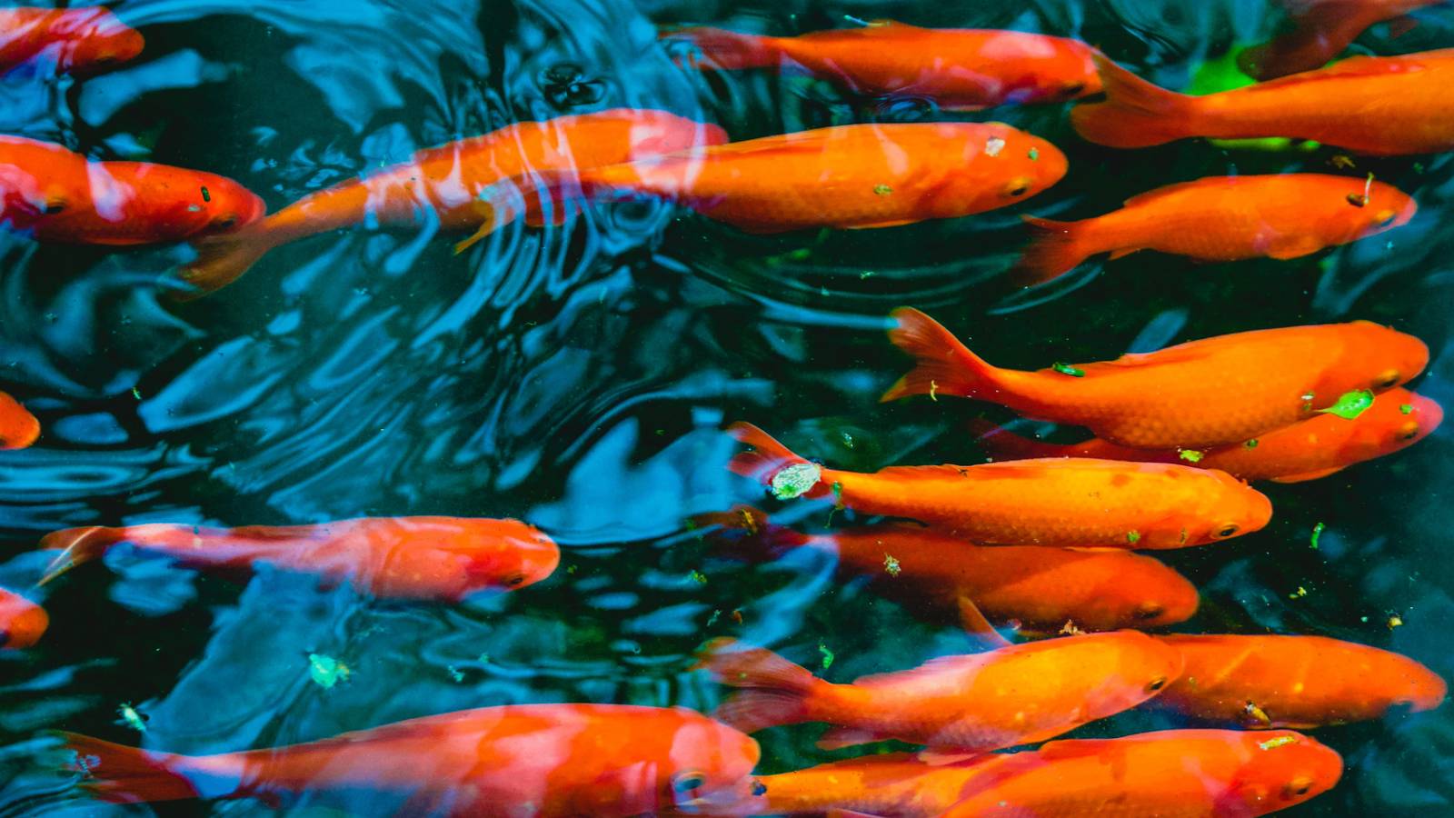 Officials Hatch Plan To Remove ‘Mind-Blowing’ Number Of Goldfish That Invaded A Pond In Canada